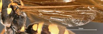 Media type: image;   Entomology 30829 Aspect: Wing hind